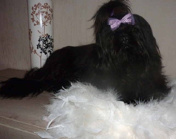 comment devenir eleveur de shih tzu